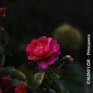©SUNFLOR - Primavera